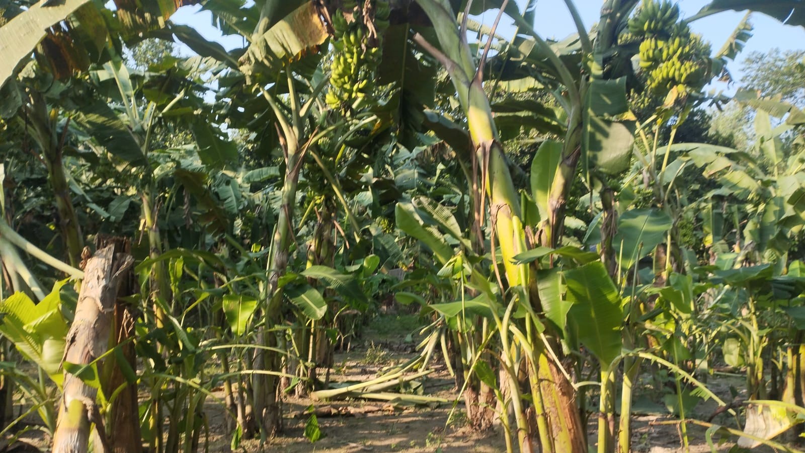 আলুর ধাক্কা সামলে কলায় নতুন সম্ভাবনা